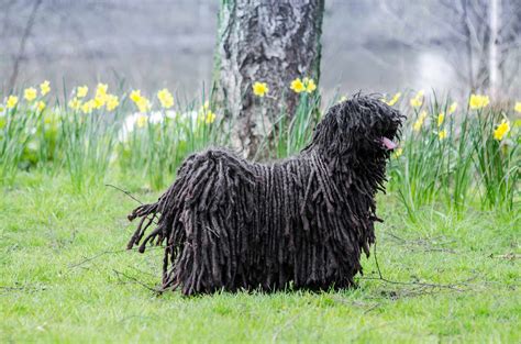 rare odd dog breed|23 Best Rare and Unique Dog Breeds .